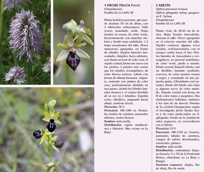guia orchis italica